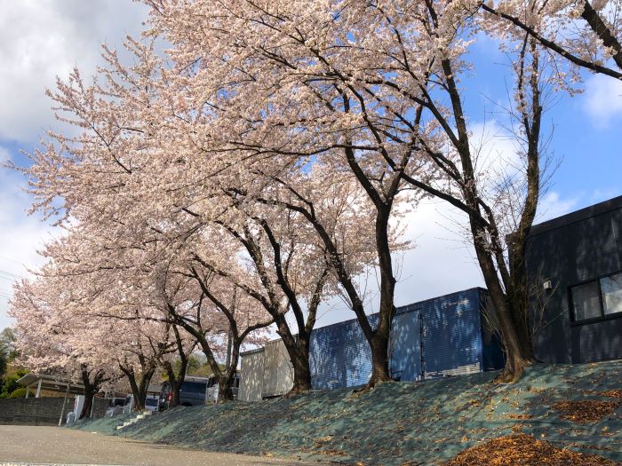 桜ゾーン