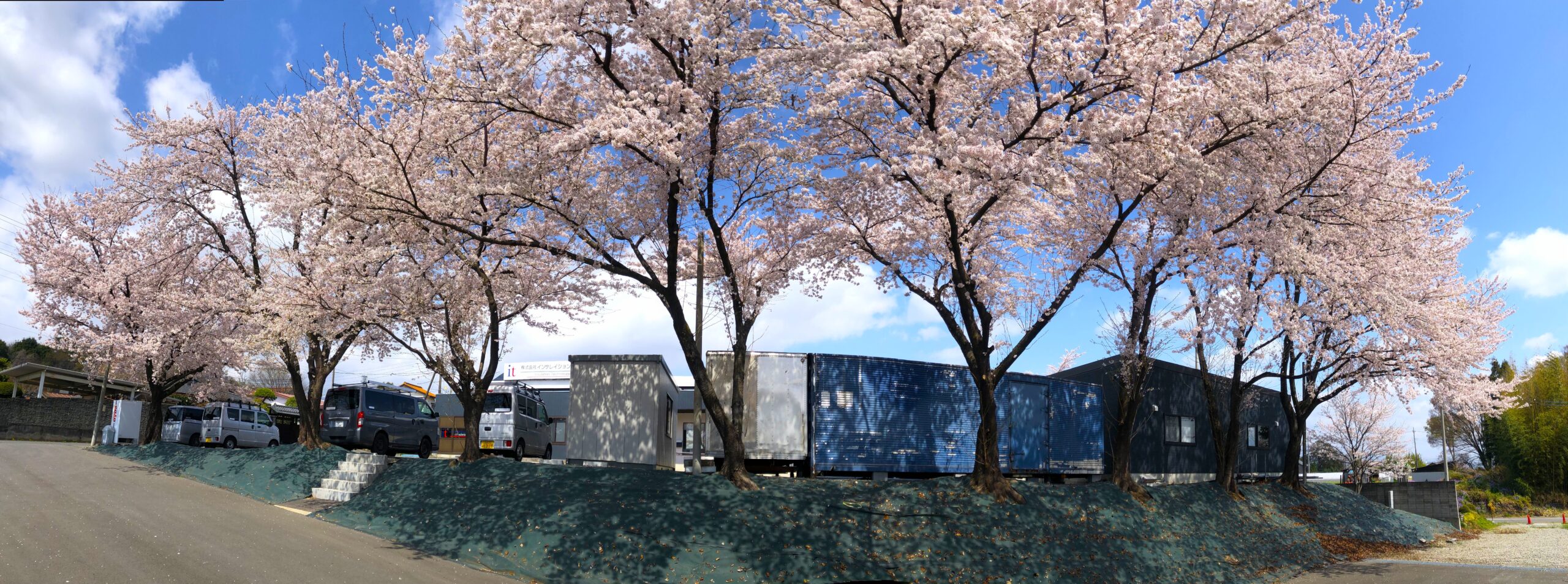 桜ゾーンパノラマ