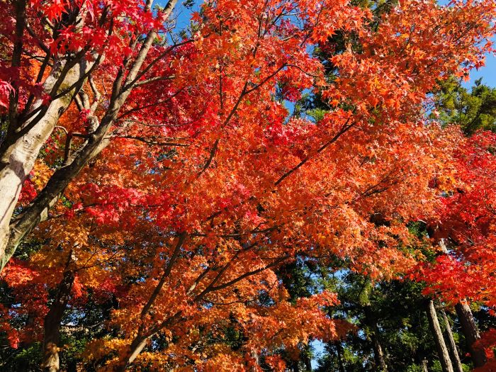 紅葉