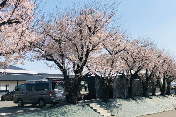 2025年会社桜
