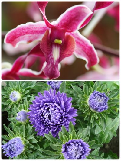 蘭と菊