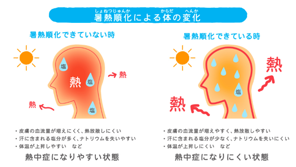 暑熱順化
